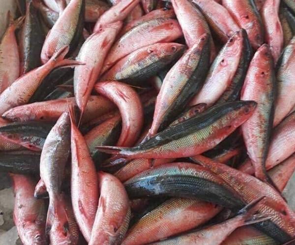Nơi bán chả cá Lý Sơn nguyên chất dai ngọt, chuẩn đặc sản Quảng Ngãi